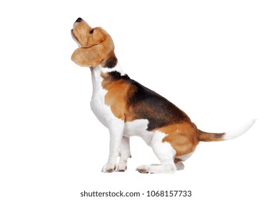 Barking Beagle Dog Looking Up Isolated On White