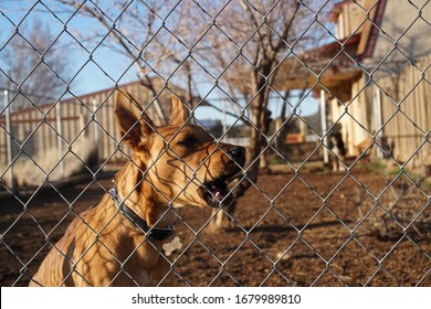 barking brown dog behind fence