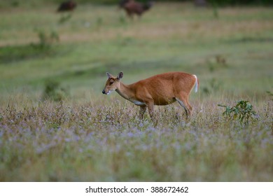 Barking deer