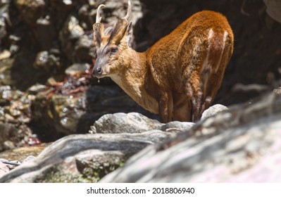 Barking Deer From Langtang National Park