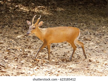 Barking Deer / Muntiacus Muntjak