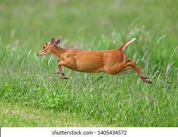  Barking Deer Muntjac Muntiacus Muntjak