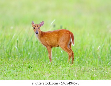  Barking Deer Muntjac Muntiacus Muntjak