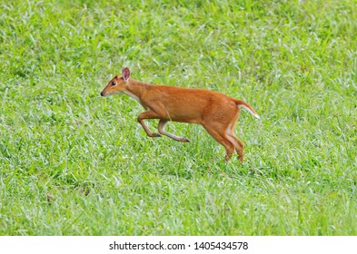  Barking Deer Muntjac Muntiacus Muntjak