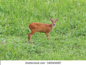  Barking Deer Muntjac Muntiacus Muntjak