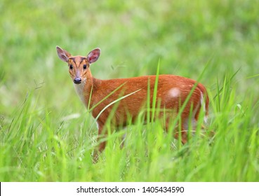  Barking Deer Muntjac Muntiacus Muntjak