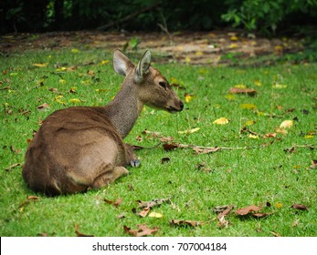 Barking Deer Sitting On The Grass Field, White-tailed Deer, Looks Like Bambi, Sitting.