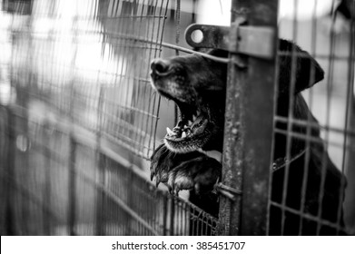 Barking Dog Behind Fence Stock Photo 385451707 | Shutterstock