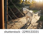 Barking dog behind fence. Noisy labrador retriever guarding house.