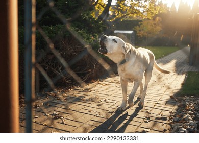Barking dog behind fence. Noisy labrador retriever guarding house.