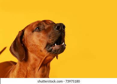 Barking Dog Isolated On Yellow Studio Background