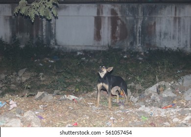 how long do puppies bark at night