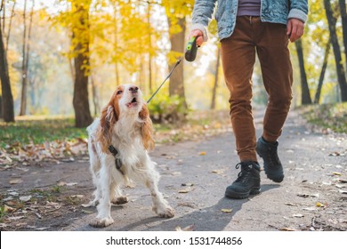 Barking dog on the leash outdoors. Russian spaniel at a walk misbehaving or being bad tempered