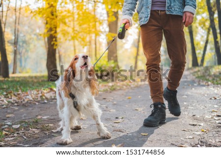 Barking dog on the leash outdoors. Russian spaniel at a walk misbehaving or being bad tempered