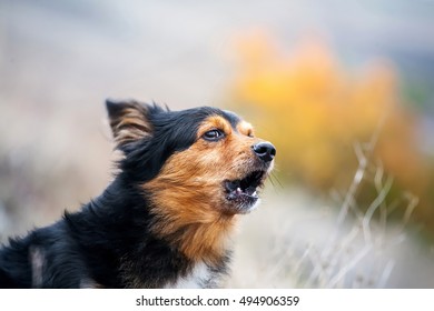 Barking dog on the nature - Shutterstock ID 494906359