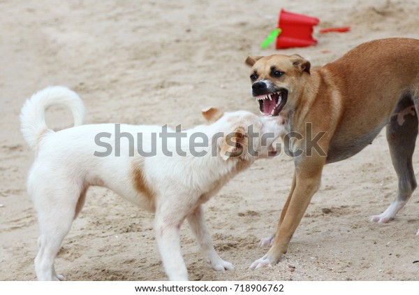 怒り狂った怒った犬が屋外で吠えていた 犬は攻撃的に見え 危険で 狂犬病に感染する可能性があります 狂犬病のコンセプトです の写真素材 今すぐ編集