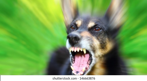 Barking enraged shepherd dog outdoors over blurred green background