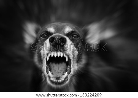 Barking enraged shepherd dog outdoors
