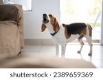 Barking howl beagle dog  in house environment close up view