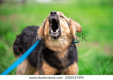 barking mongrel dog on a blue leash on a green lawn in summer on a sunny day