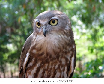 Barking Owl