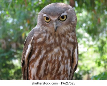 Barking Owl