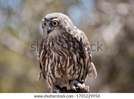 the barking owl is also known as the screaming woman owl. The owl is brown and white with yellow eyes