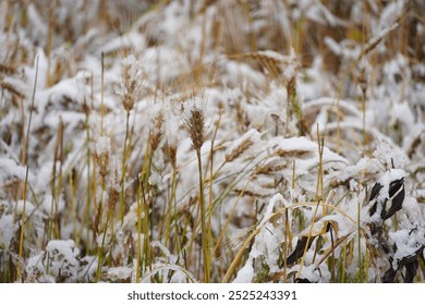 Barley crops covered by snow. Annapurna Circuit Manang Nepal. 