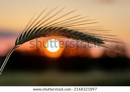 Barley ear on a background of a disk of the setting sun. Concept in the shape of the human eye. The sun is looking at us