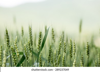 Barley Field