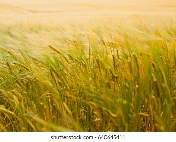 Barley Field