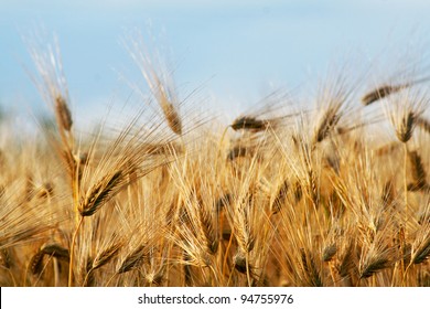 Barley Field