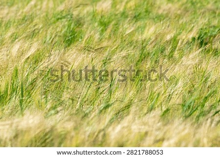 Barley field blowing in the wind, multiple exposure abstract nature background. Abstract blurred background of a green and golden barley field waving in the strong wind. Double exposure textured agricultural conceptual image of grain crops.