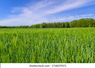 284,935 Rice crop Images, Stock Photos & Vectors | Shutterstock