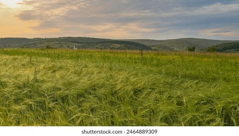 Barley field in the rays of the setting sun