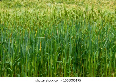 Barley Field In Rural Area Of Nepal.