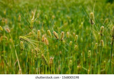 Barley Field In Rural Area Of Nepal.