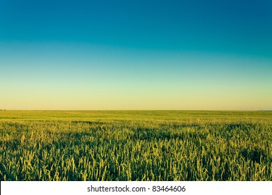 A Barley Field With Shining Green Barley Ears In Early Summer