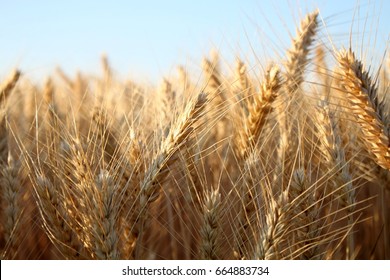 Barley  Field In Summer