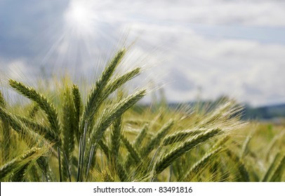 Barley Field In Summer