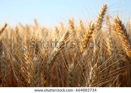 Barley  field in summer