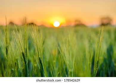 Barley Field In Sunset