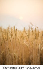 Barley Field Sunset