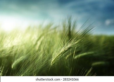 Barley Field In Sunset Time