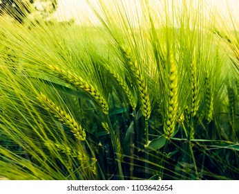Barley field in sunset time,Barley grain is used for flour, barley bread, barley beer, some whiskeys, some vodkas, and animal fodder

 - Shutterstock ID 1103642654