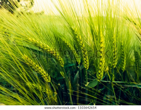 Barley field in sunset time,Barley grain is\
used for flour, barley bread, barley beer, some whiskeys, some\
vodkas, and animal\
fodder\
\

