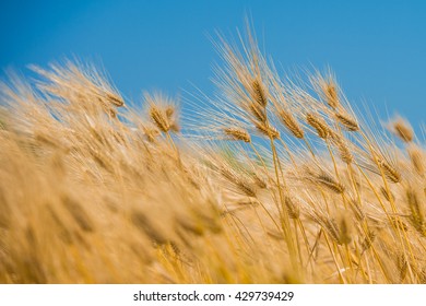 Barley Field,Malt