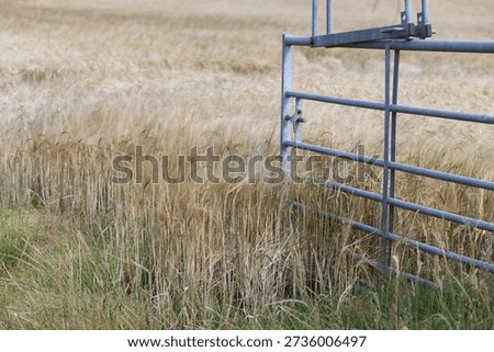 Barley fields beyond a gate