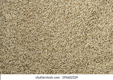 Barley Grain