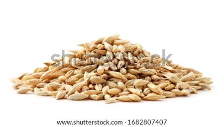Barley grain heap close-up on a white. Isolated